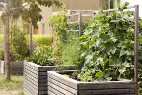 Vegetable garden