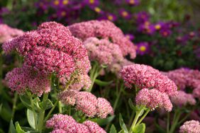 A pink sedum flower