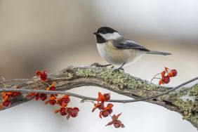 Black-capped Chickadee in winter with bittersweet