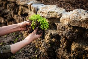 Woman planting a sedum on a rock wall.