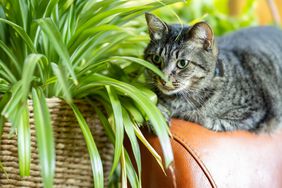 a cat with a spider plant