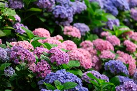 red and purple hydrangeas