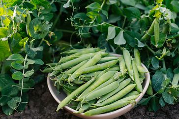 green peas in the garden