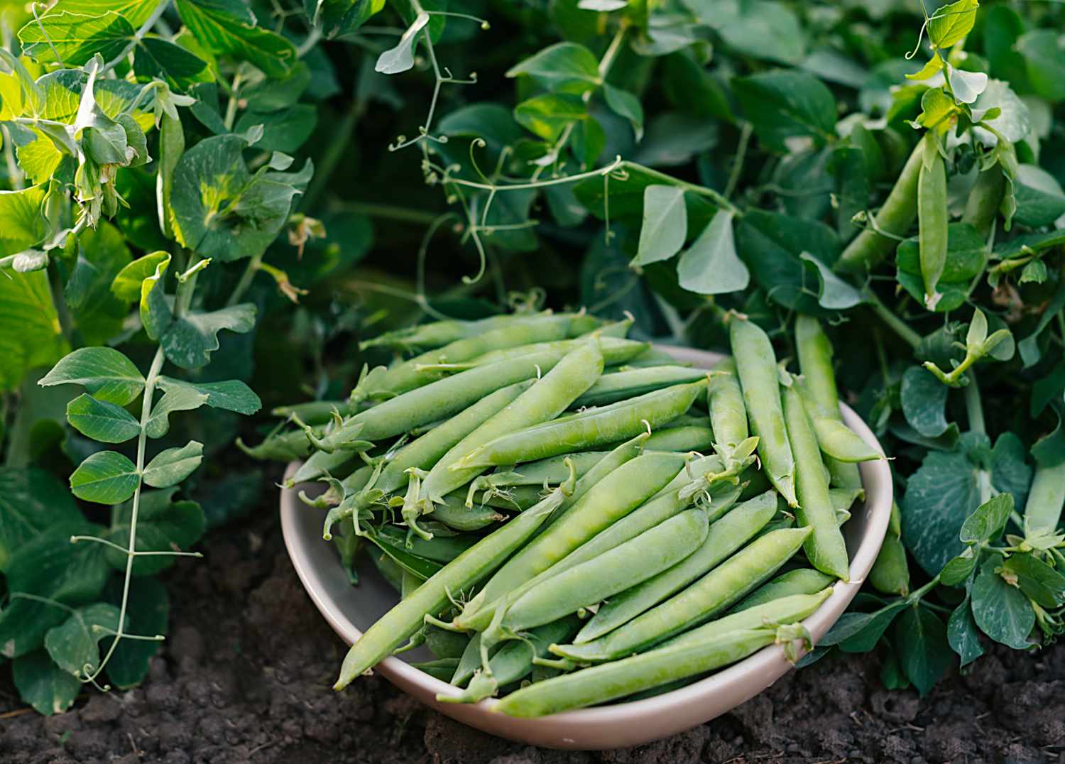 green peas in the garden