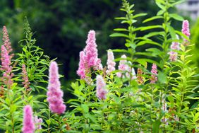 Green shrub with pink flowers