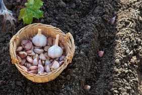 Cloves of garlic in a wicker basket. 