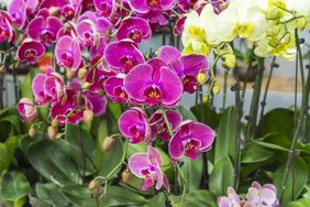 orchid flowers phalaenopsis in garden