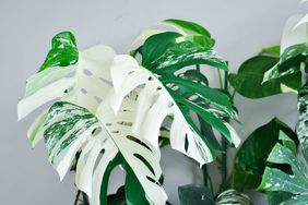 Monstera Albo or Monstera, Hurricane plant or Swiss cheese or bicolor Monstera or white leaf in white background