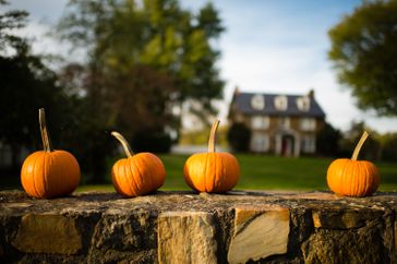 Four pumpkins are neatly lined up on a stone wall.