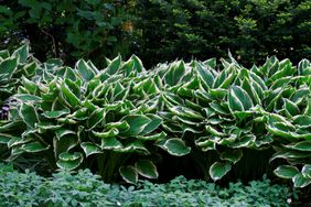 Hosta plants.