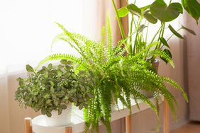 green houseplants fittonia, nephrolepis and monstera in white flowerpots on window