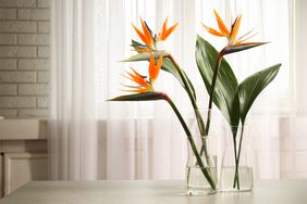 Bird of Paradise plant in vase