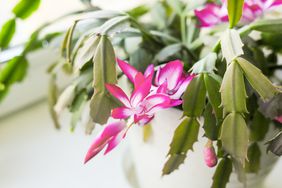 Christmas cactus flowering purple flowers home plant succulent on windowsll.