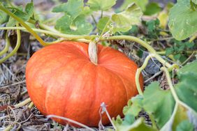 Home-grown autumn pumpkin in a family garden on the vine