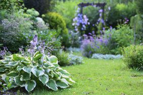 Large green and white hosta plant in a cottage style garden.