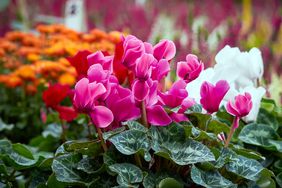 florist cyclamen flowers in pink, white and orange