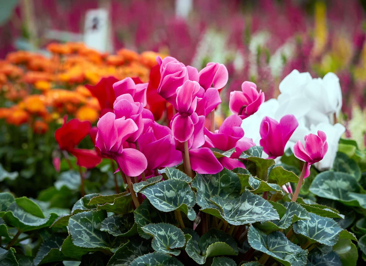 florist cyclamen flowers in pink, white and orange