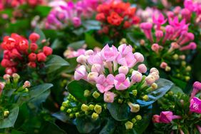 kalanchoe plant with pink and red blooms