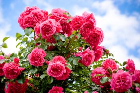 abundant pink rose bush