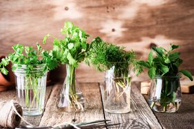 Herbs in water