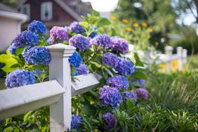 Blue and purple hydrangeas peeking through a white picket fence.