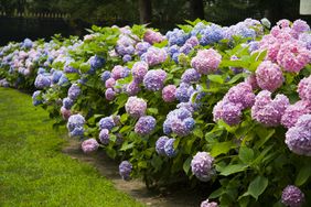 Hydrangea