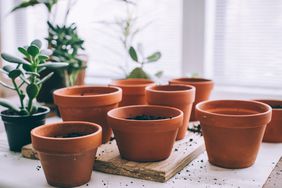 Indoors Gardening, Potting Succulent Houseplants