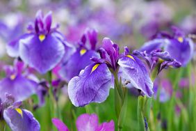 A garden of blue and yellow Japanese irises in early summer