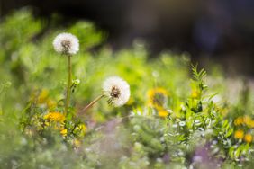 dandelions and weeds on lawn