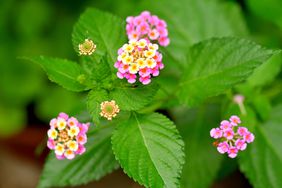 Lantana / Lantana camara / Shrub verbena Flower and Asian Swallowtail Butterfly