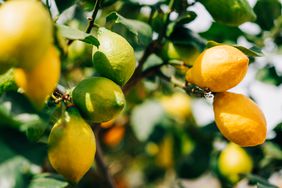 Organic lemons that are just turning yellow growing on a tree. 