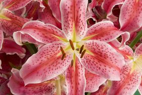 pink lily flower