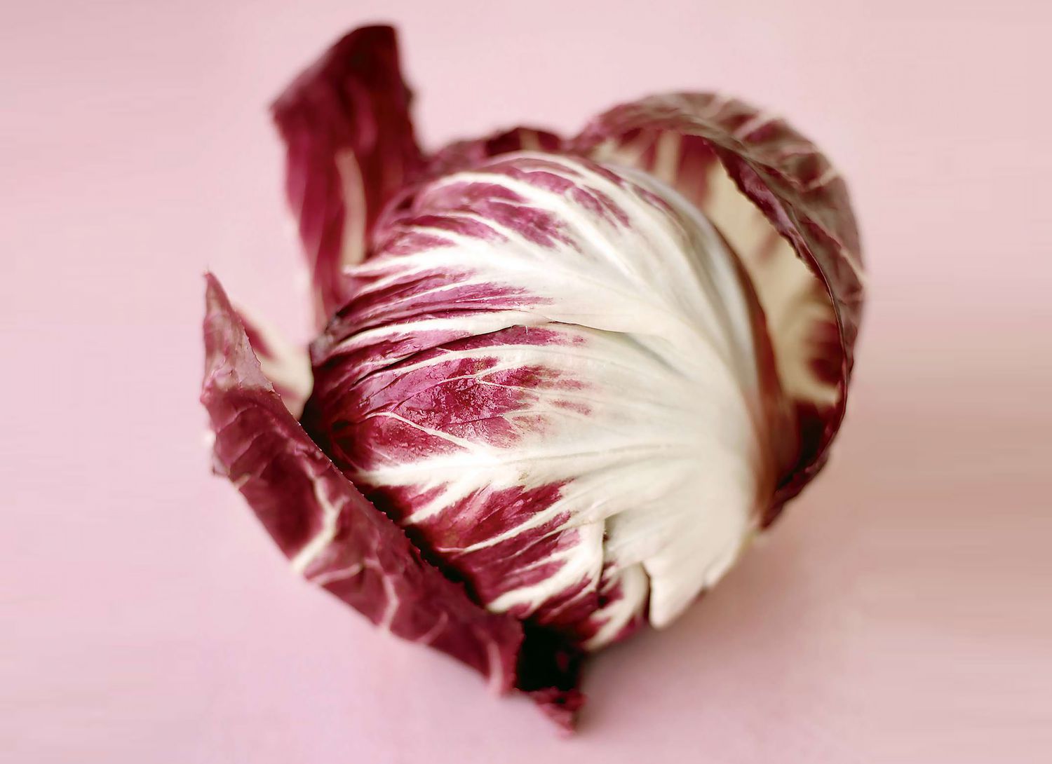 head of Radicchio on a pink background