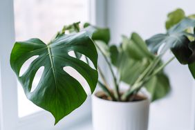 Monstera young in white pot on light windowsill