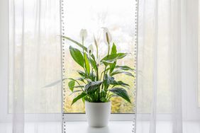 Air purifying house plants in home concept. Spathiphyllum are commonly known as spath or peace lilies growing in pot