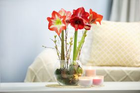 Flowering bulbs indoors