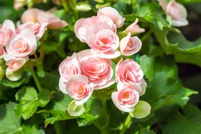 pink begonia flower in the garden, close up