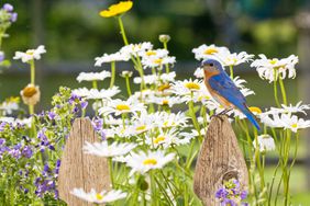 Eastern bluebird on a fence with flowers