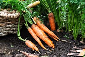 Carrots growing in ground