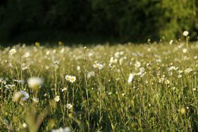 Chamomile lawn