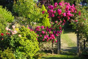 Climbing roses growing on a trellis