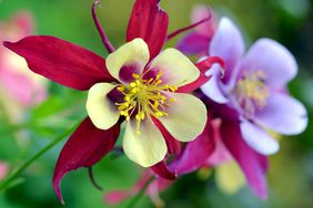 close up of Columbine flowers in a garden