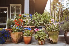 Potted plants