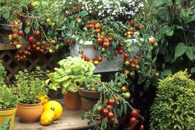 Container garden with vegetables