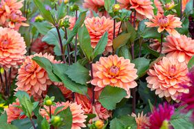 Dahlias growing in garden