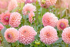 Pink dahlias