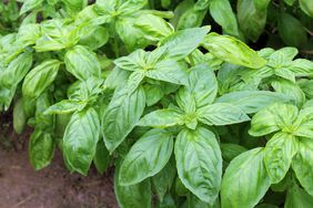 basil growing in soil in a garden