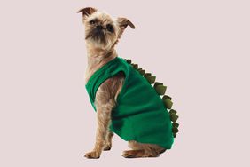 Dog in a dino costume