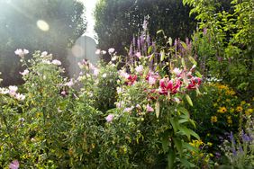 Garden with plants and flowers