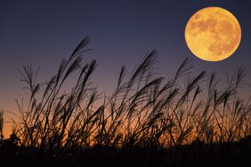 Harvest moon